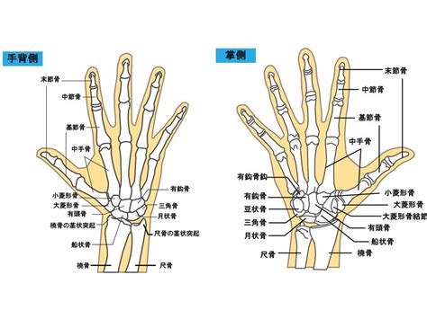 骨節手|【基礎から学ぶ】手の関節【解剖学】